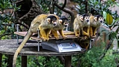 London Zoo held its annual “weigh-in” of its animals on August 26.