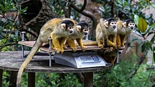 London Zoo held its annual “weigh-in” of its animals on August 26.