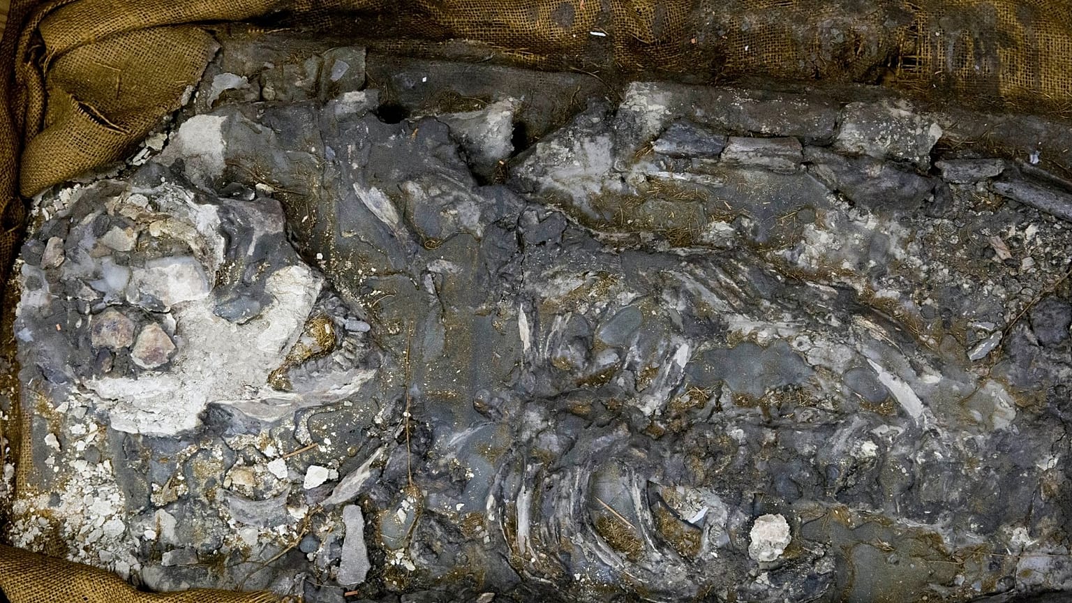 human remains of 6,500 years old body displayed at the The Penn Museum 