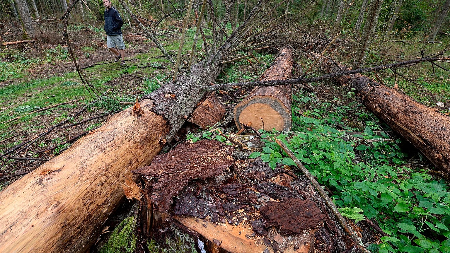 a man takes part in a protest against large-scale government logging in the Bialowieza Forest, Poland, Aug. 13, 2017.