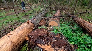 a man takes part in a protest against large-scale government logging in the Bialowieza Forest, Poland, Aug. 13, 2017.