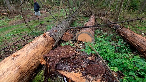 a man takes part in a protest against large-scale government logging in the Bialowieza Forest, Poland, Aug. 13, 2017.