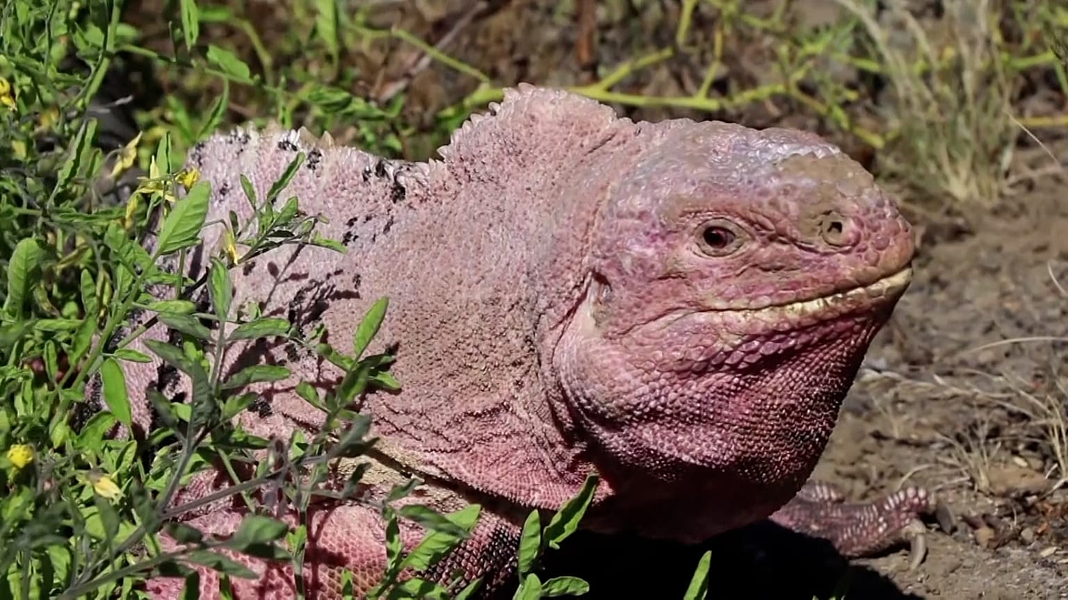No Comment: mindössze 211 maradt a galápagosi rózsaszín iguanából