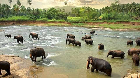 Elephant populations are on the rise in Kenya