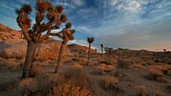 Though humans tend to avoid assholes, they are lifesaving for some desert species.