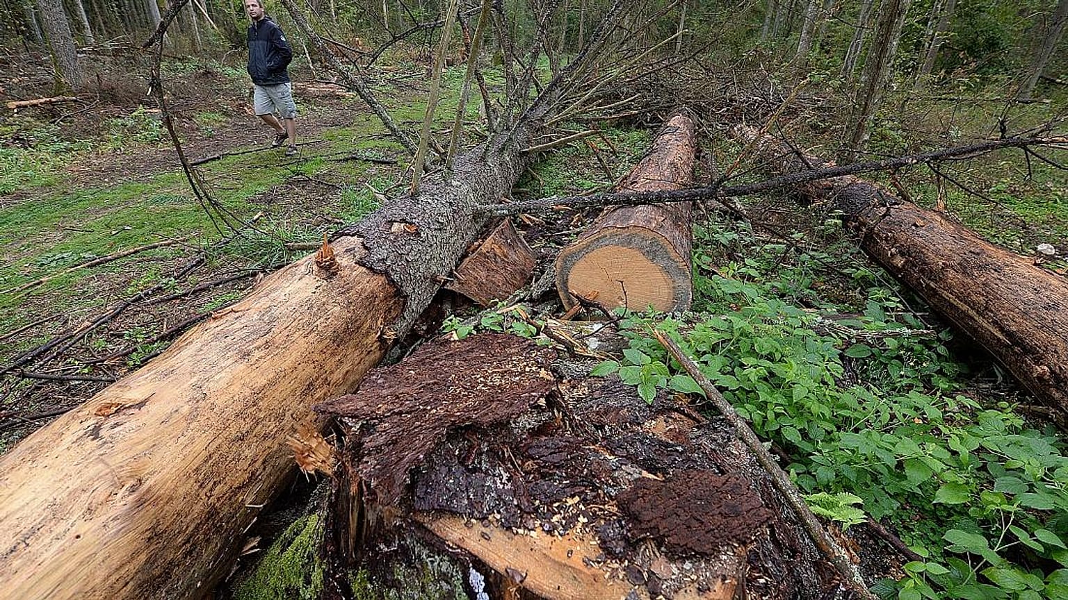 Un hombre participa en una protesta contra la tala de árboles a gran escala por parte del gobierno en el bosque de Bialowieza, Polonia, 13 de agosto de 2017.