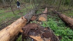 Un hombre participa en una protesta contra la tala de árboles a gran escala por parte del gobierno en el bosque de Bialowieza, Polonia, 13 de agosto de 2017.