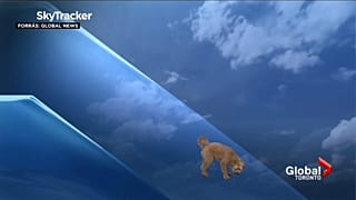 Storm, azaz Vihar a kutya a stúdióban