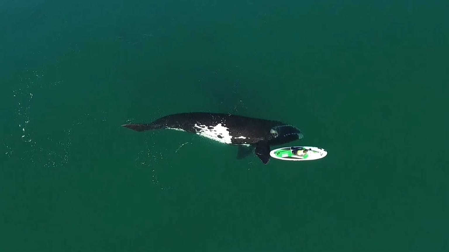 No Comment | Amistosas ballenas llegan a Argentina