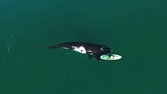 No Comment | Amistosas ballenas llegan a Argentina