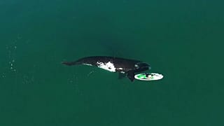 No Comment | Amistosas ballenas llegan a Argentina