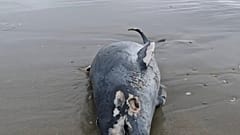 One of the dead porpoises on the beach in the Wadden Islands.