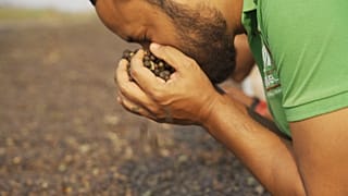 Angola kávéja újra világuralomra tör