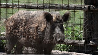 Wild boar have been wreaking havoc in and around the Italian capital for years.