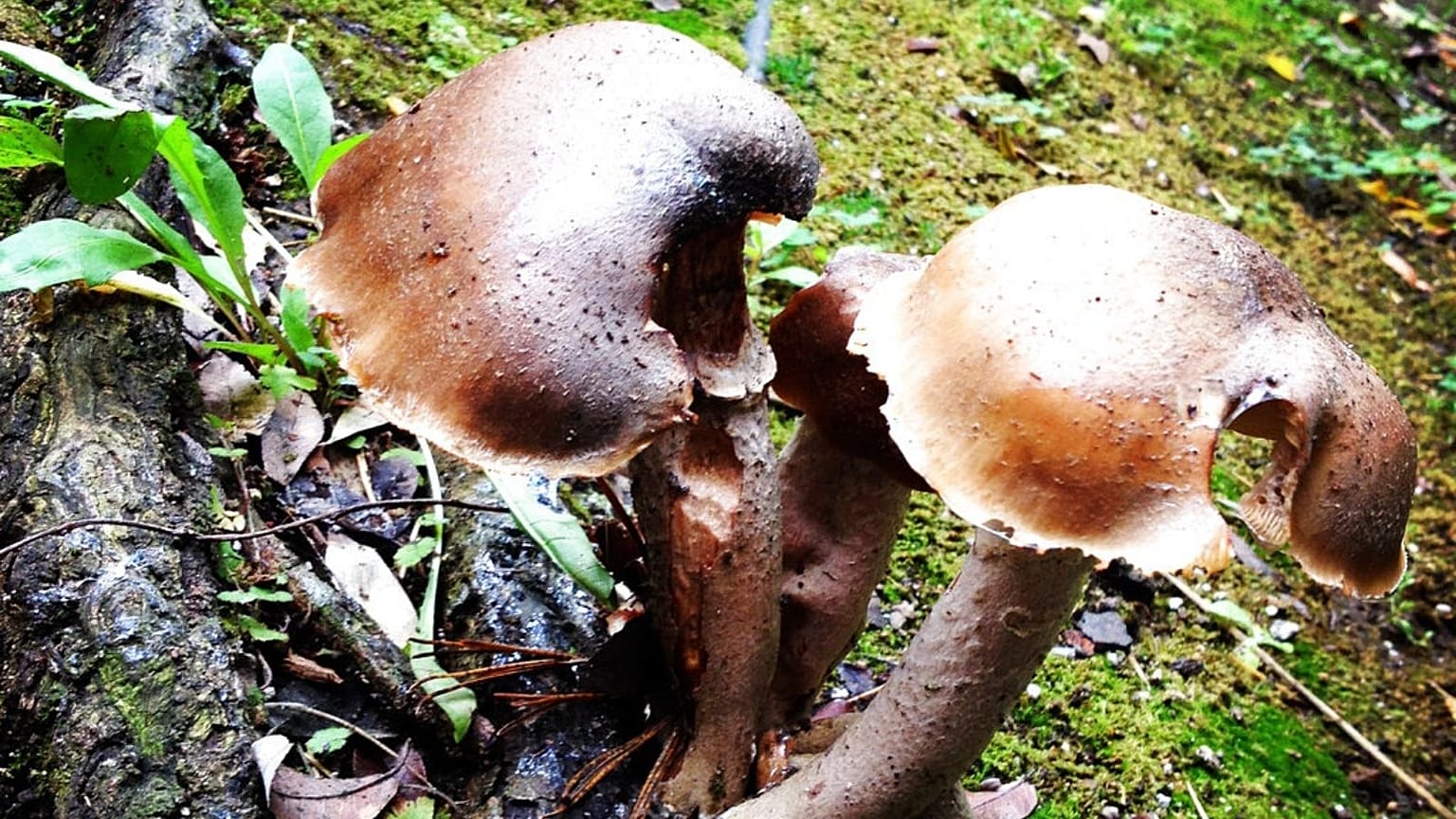 Mushroom