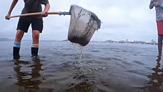 Was die toten Fische im Mar Menor mit Supermarkt-Tomaten zu tun haben (könnten)
