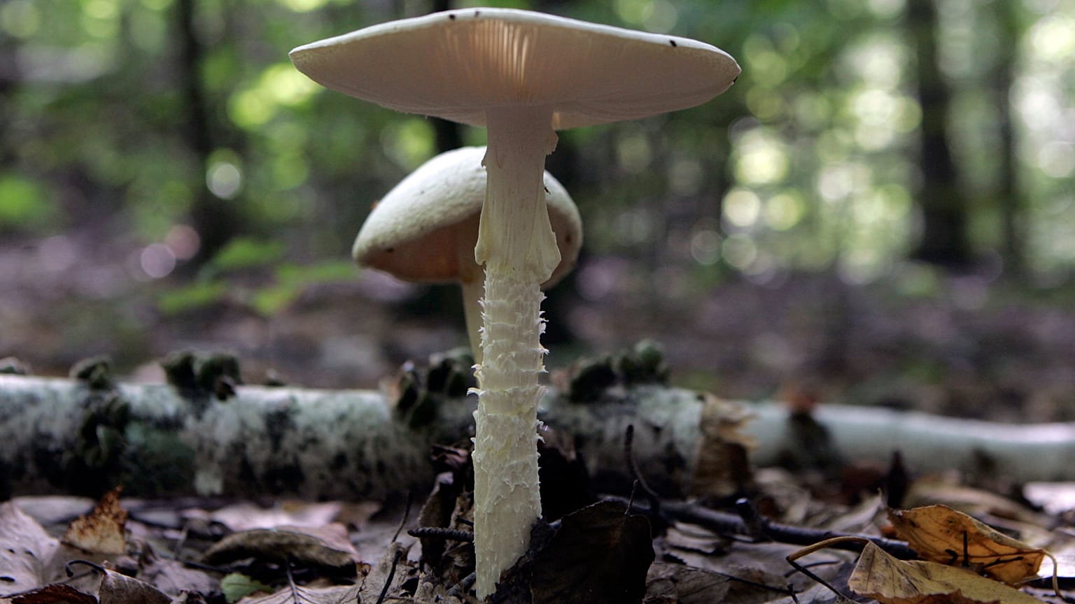 La Polonia indaga sull'avvelenamento da funghi dei profughi afghani