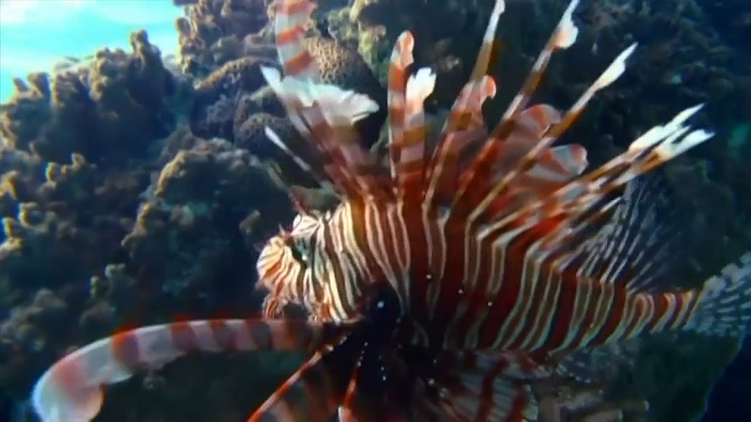 Biodiversidad marina