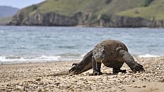 Komodo ejderi