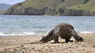 Komodo ejderi