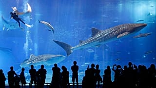 Tonno salvo, squalo no: la nuova lista rossa delle specie a rischio
