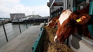 Les vaches de la ferme flottante de Rotterdam, le 05 septembre 2021