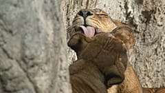 Naturschutz in Südafrika: Kaum waren die Zäune weg, waren die Löwen da