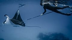 Avlanan bir Manta Ray balığı