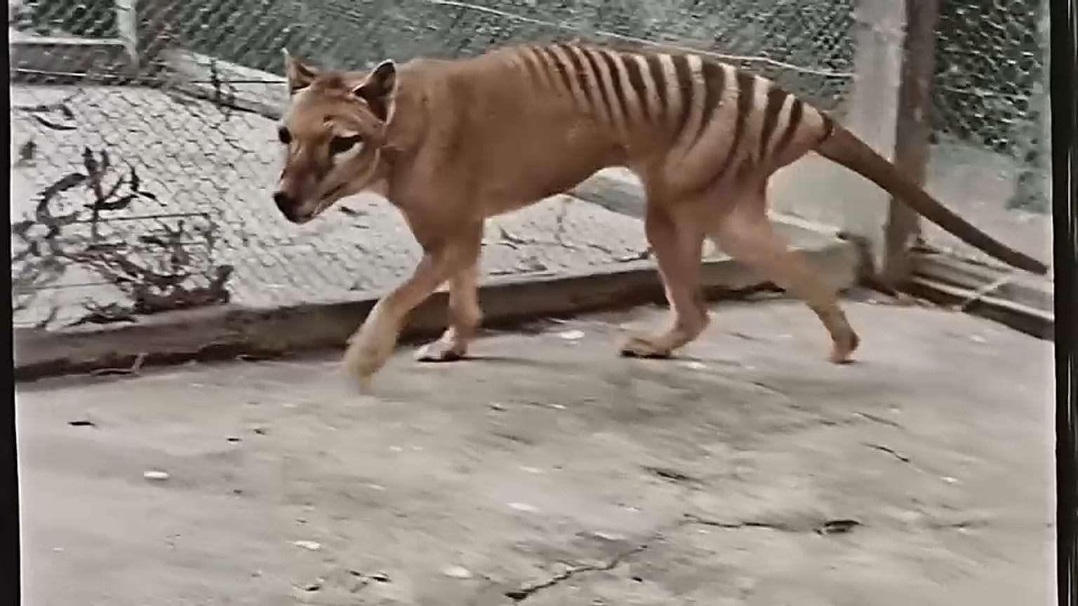 آخر النمور التسمانية في الأسر في الذكرى 85 على نفوقه في أستراليا. ديسمبر/ كانون أول 1933