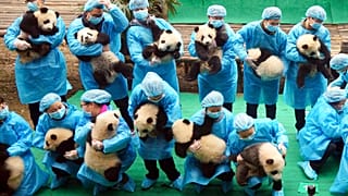 Nacen pandas gemelos en el Zoo Aquarium de Madrid