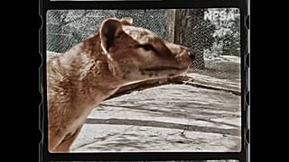 تصاویر جدید و رنگی از آخرین گرگ تاسمانی روز سه‌شنبه در هشتاد و پنجمین سالگرد تلف شدن این جانور و منقرض شدن نسلش، منتشر شد.