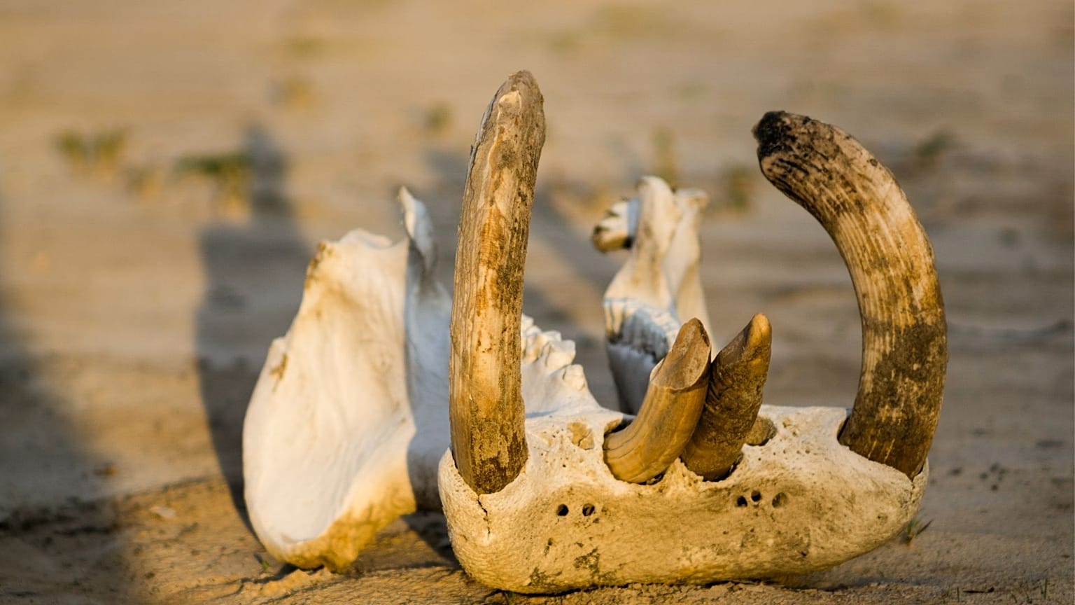 Fragments of hippo remains have been found by archaelogists excavating the Arabian desert