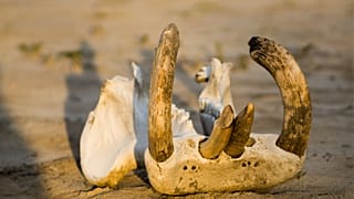 Fragments of hippo remains have been found by archaelogists excavating the Arabian desert