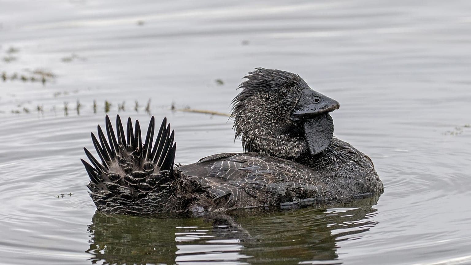 A musk duck