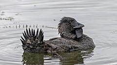 A musk duck