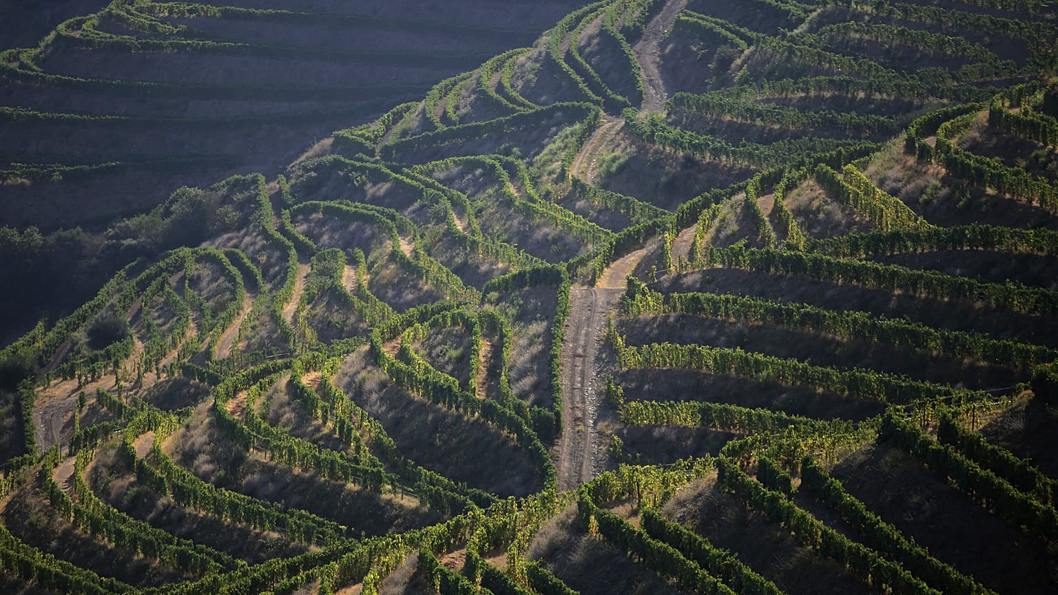 In this photo taken Sept. 12, 2018, the morning sun shines over rows of vines on the slopes above the Douro river near Ervedosa do Douro, northern Portugal.