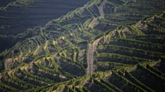 In this photo taken Sept. 12, 2018, the morning sun shines over rows of vines on the slopes above the Douro river near Ervedosa do Douro, northern Portugal.