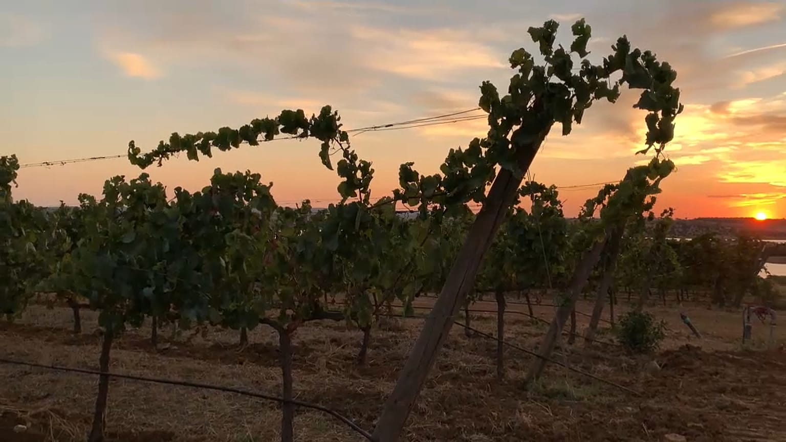 Vinhedo na Herdade do Esporão, em Reguengos de Monsaraz, Portugal