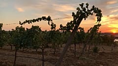 Vinhedo na Herdade do Esporão, em Reguengos de Monsaraz, Portugal