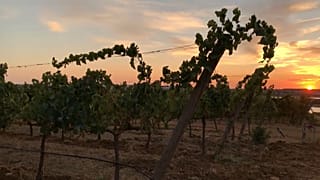 Vinhedo na Herdade do Esporão, em Reguengos de Monsaraz, Portugal