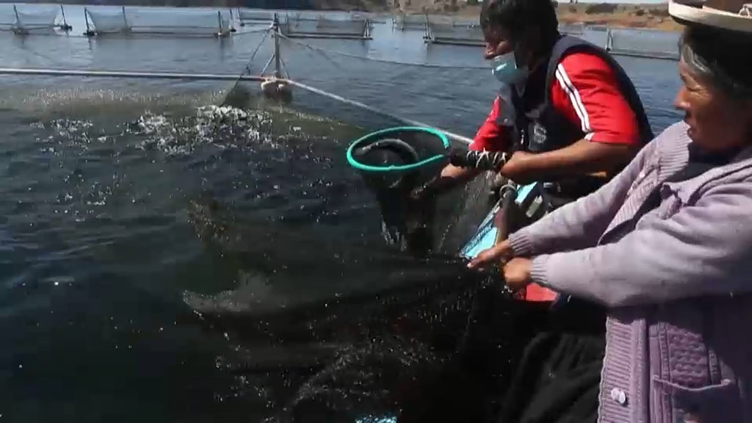 Productores de truchas en el lago Titicaca, en Perú