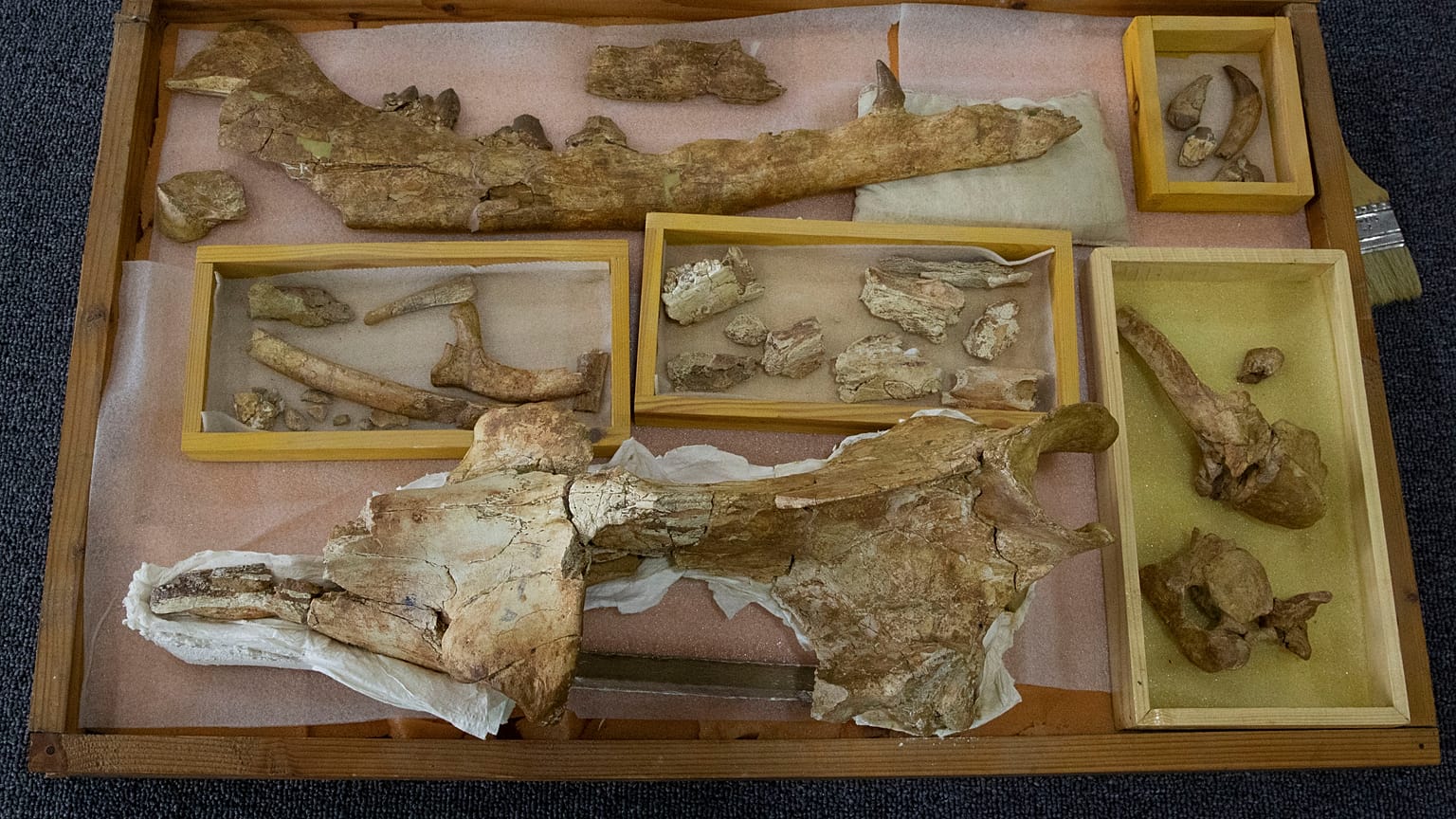 حفريات حوتعاش قبل 43 مليون عام أطلق عليه اسم "Phiomicetus Anubis"، تم اكتشافه منذ أكثر من عقد في الفيوم في الصحراء الغربية بمصر.