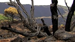 Tierra quemada en Sierra Bermeja, Málaga