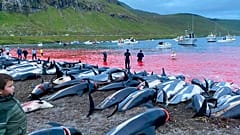 Les carcasses de dauphins à flanc blanc sur le rivage de l'île d'Eysturoy aux Féroé, en mer du Nord, 12 septembre 2021