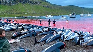 Les carcasses de dauphins à flanc blanc sur le rivage de l'île d'Eysturoy aux Féroé, en mer du Nord, 12 septembre 2021