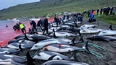 Faroe Adaları'nda 1400'den fazla yunusun avlanması tepkiye sebep oldu