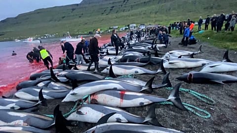 Faroe Adaları'nda 1400'den fazla yunusun avlanması tepkiye sebep oldu