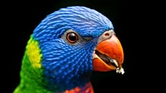 Australian parrots have seen their bills increase in size by up to 10 per cent. 