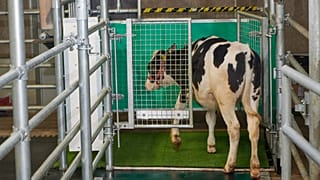 a calf enters an astroturf-covered pen nicknamed "MooLoo” to urinate