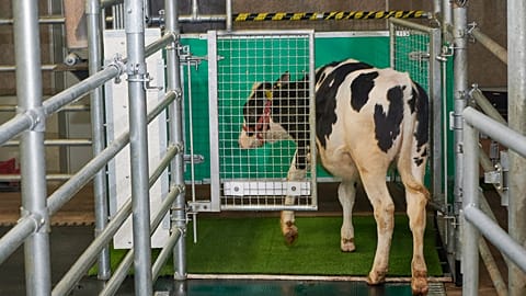 a calf enters an astroturf-covered pen nicknamed "MooLoo” to urinate